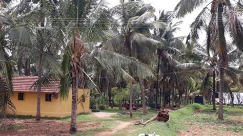 Sandhya Jayapals Coconut Garden