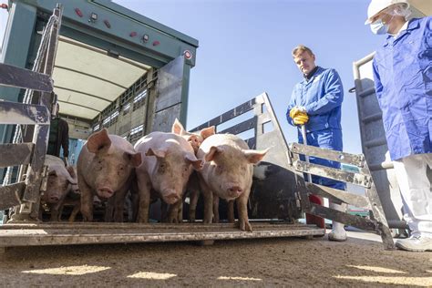 Schweineschlachtung München GmbH