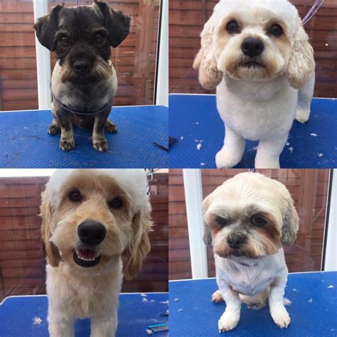 Scruffy to fluffy pet grooming