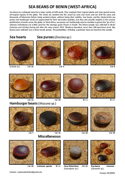 Sea Bean Identification Chart