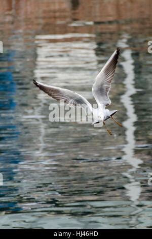 Seagull Genoa