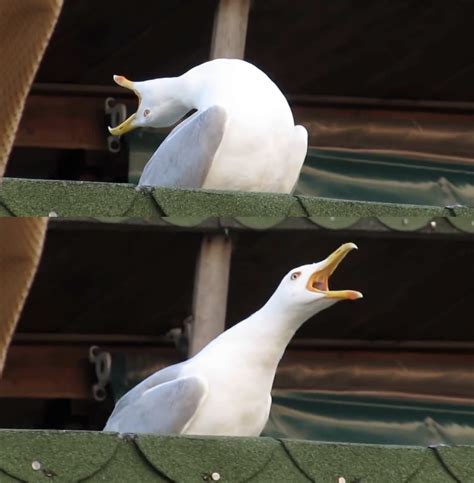 Seagull Meme Template