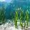 Seaweed Underwater