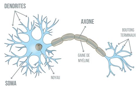 Sellerie Axone à Belsentes