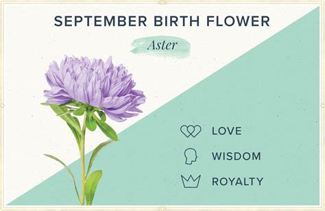 September-Birth-Flower
