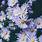 September-Birth-Flower