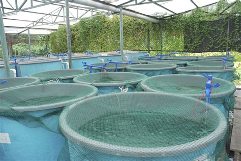 Seren fish pond and organic gardeners (wholesale supplier for nursery fish seedlings)