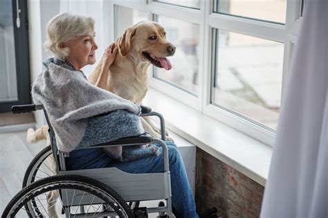 Service Dogs for Elderly People