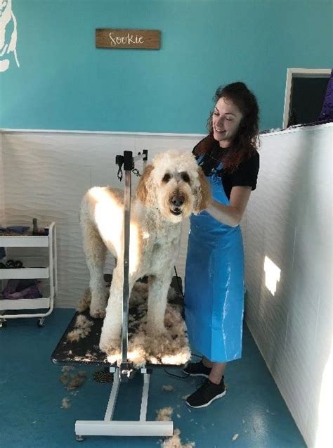 Shampooch Dog Grooming Northowram