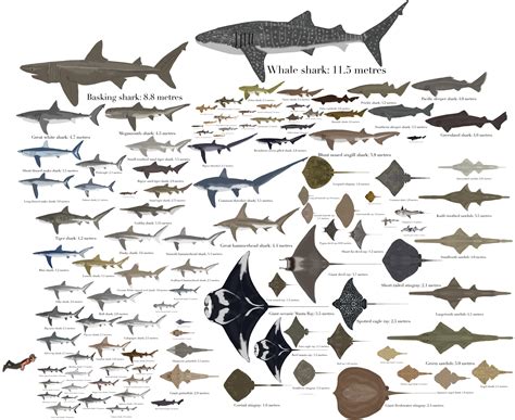 Shark Comparison Chart