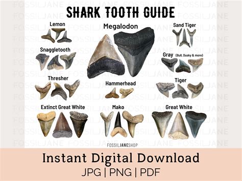 Sharks Teeth Chart