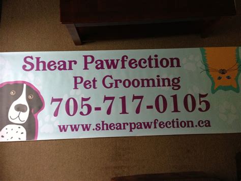 Shear Pawfection Dog Grooming