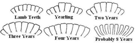 Sheep Teeth Age Chart