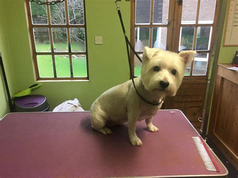 Sherbet Dog Grooming and Holiday Boarding