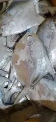 Shivdhara fish