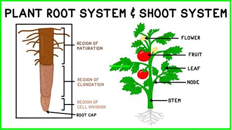 Shoots and Roots