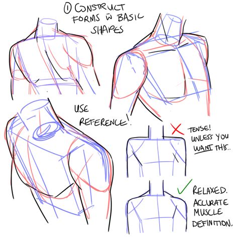 Shoulders Drawing Reference