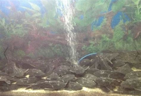 Shree Vinayak Fish Aquarium & PET SHOP