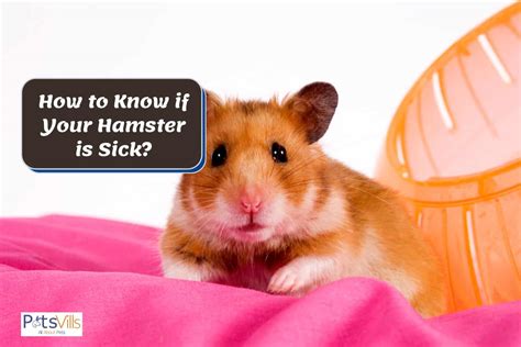 Hamster Sakit