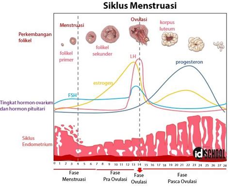 Siklus Menstruasi