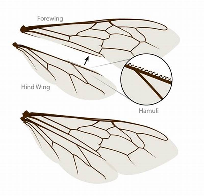 Simple Bee Wing Pattern