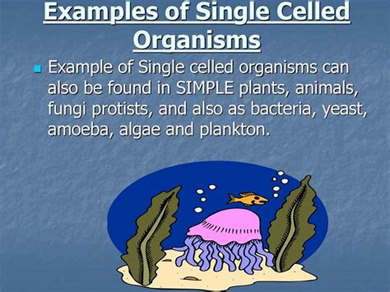 Single Celled Life Form Example