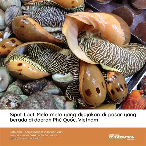 Siput