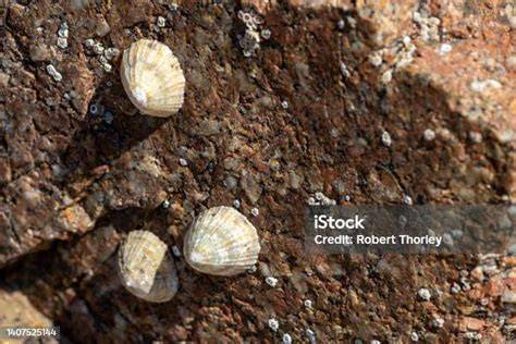 Siput Limpet