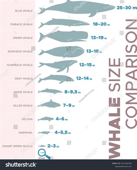 Size Comparison Of Whales Chart