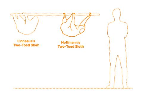 Sleepy Sloth Size Chart