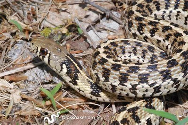 Snake Checkered Pattern