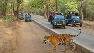 Snaptours - India's Best Wildlife Tour Operator