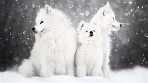 Snowybear Onlyfans Leak 21 PPV