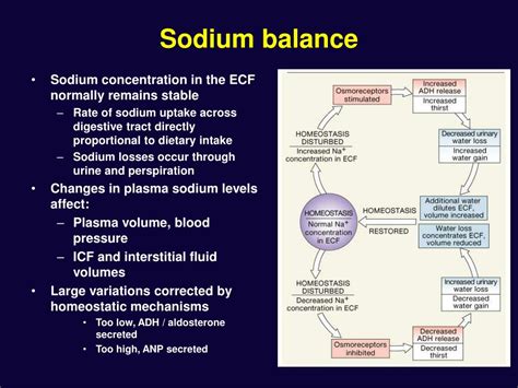 How Sodium Affects Fluid Balance
