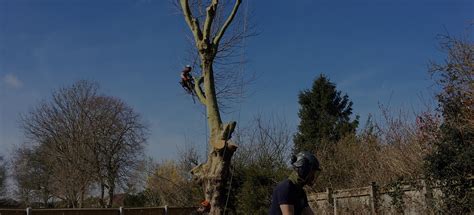 Somerset tree Surgeons