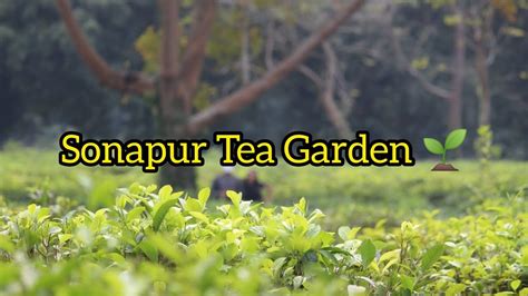 Sonapur Tea Estate