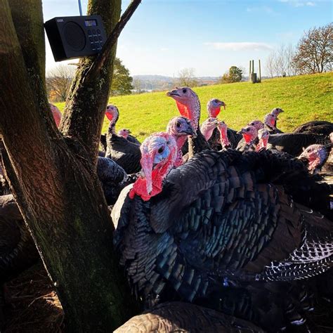 South Powrie Farm KellyBronze Turkeys