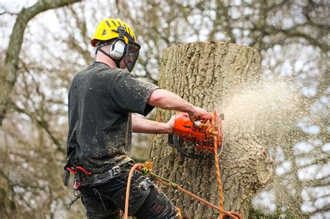 Southern Counties Tree Surgeons