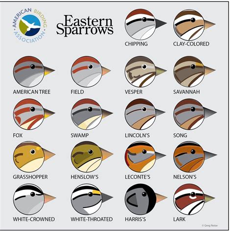 Sparrow Identification Chart