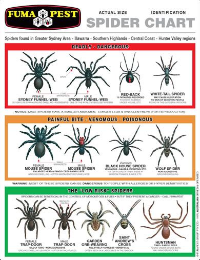 Spider Chart Australia