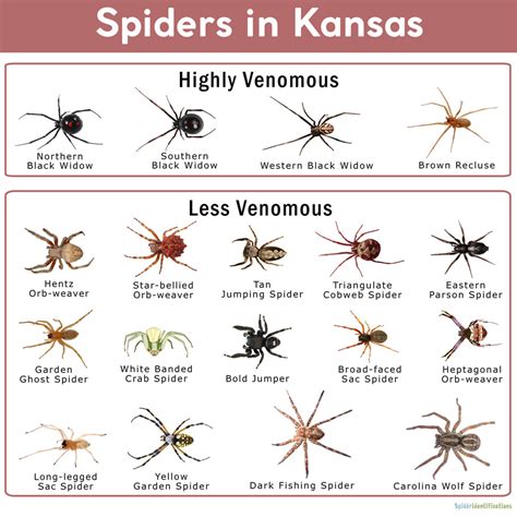 Spider Identification Chart Kansas