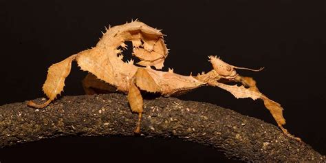 Leaf Stick Insect
