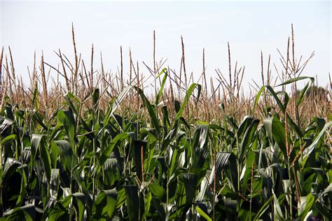 Spiteri Roger à Bompas
