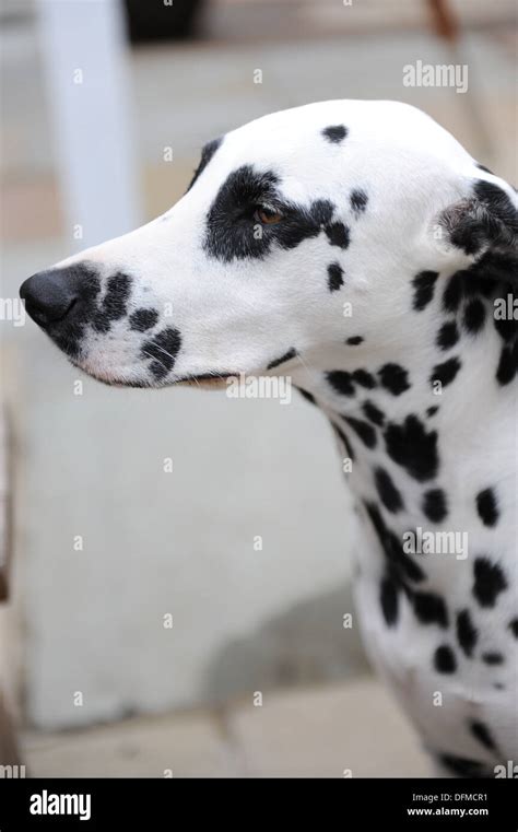 Spotty Dog Photography