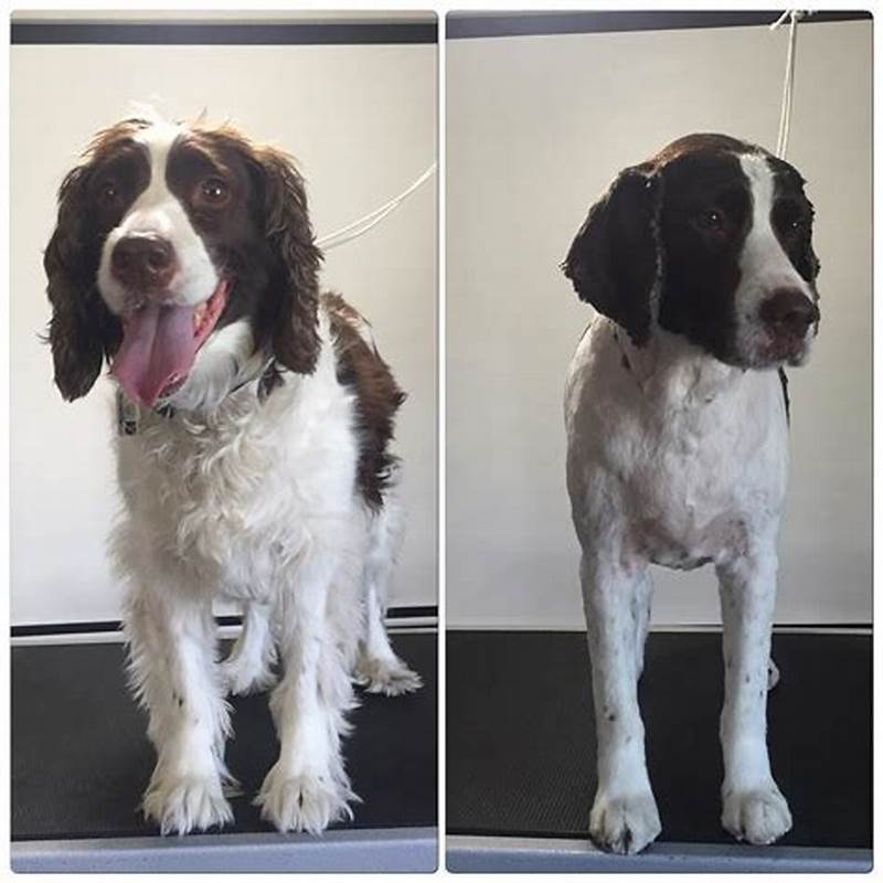 Springer Cut Pattern