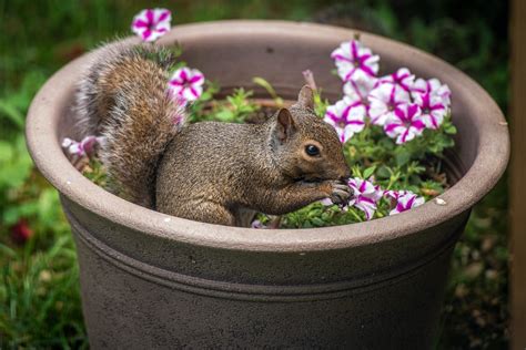 Squirrel Gardening & Lanscaping