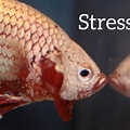 Ikan Stres