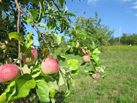 Streuobstwiese