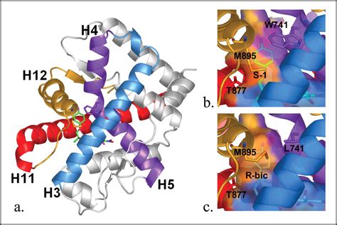 download Structural Characterization of Androgen Receptor Interactions with Nonsteroidal Ligands