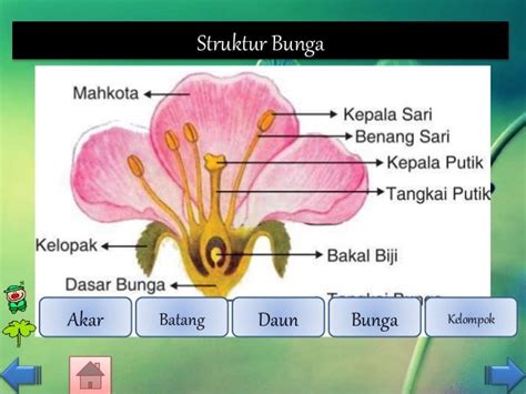 Struktur Bunga Dikotil